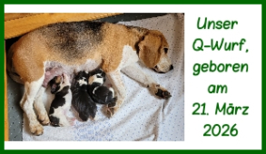 Wir haben Welpen von Kaley & Hook (2026)