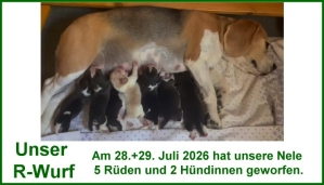 Die Welpen 2026 von Nele & Jay sind da