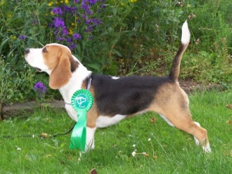 Chelsea_CACIB_Erfurt2011
