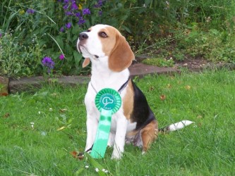 Chelsea_CACIB_Erfurt2011_3