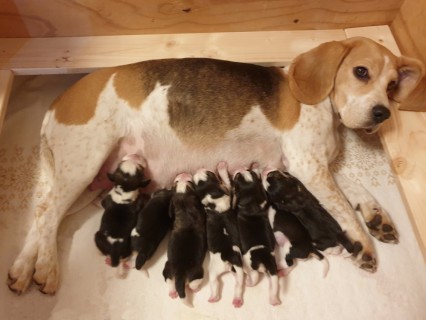 20210104_UnserK-Wurf_k