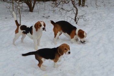 Jona_Emma_CHelsea_Schnee