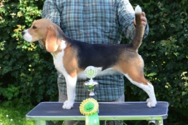 Jona_Houndshow2013_CAC_BIS_small