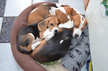 Kuscheln_mit_Chelsea_Abby