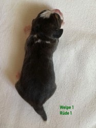 IMG_6881Welpe1N