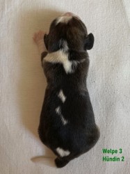 IMG_6893Welpe3N