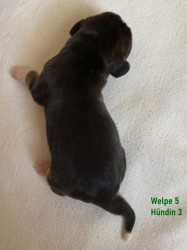 IMG_6898Welpe5N