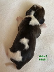 IMG_6906Welpe2N