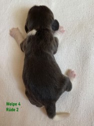 IMG_6908Welpe4N