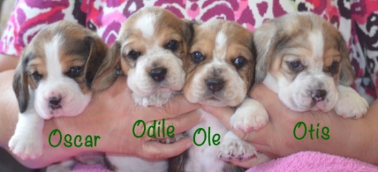 Wir stellen uns vor-DSC_0695