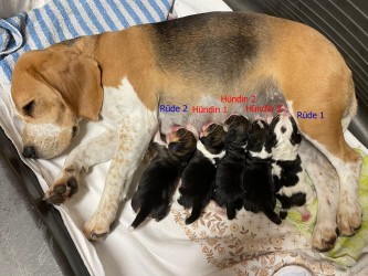 Mama Kaley mit dem P-Wurf 14.05.2025 klein-Geschlecht