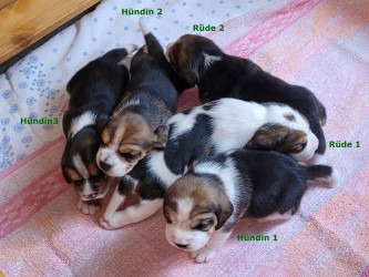 2025-05-29_4428fd04-Zuordnung