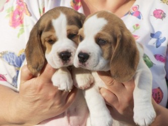 Derrick-left Django-right