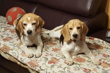 Vater_Archie_und_Lilli