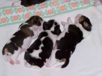 Benji_Bailee_Bradley